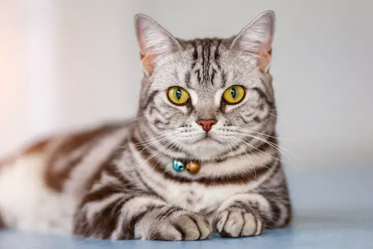 American Short Hair Kitten