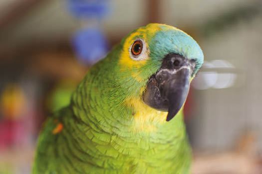 Blue Fronted Amazon