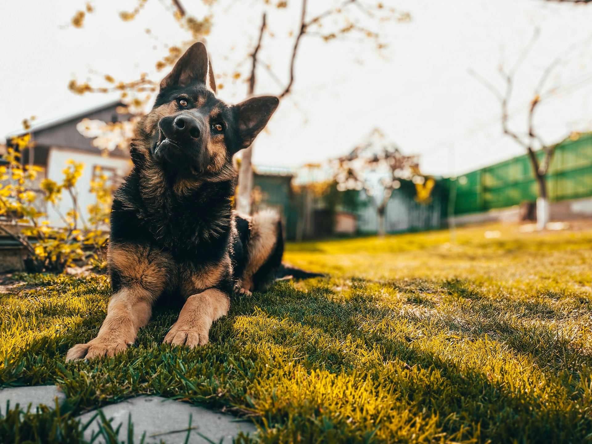 German Shepherd Puppy - German Shepherd Puppy