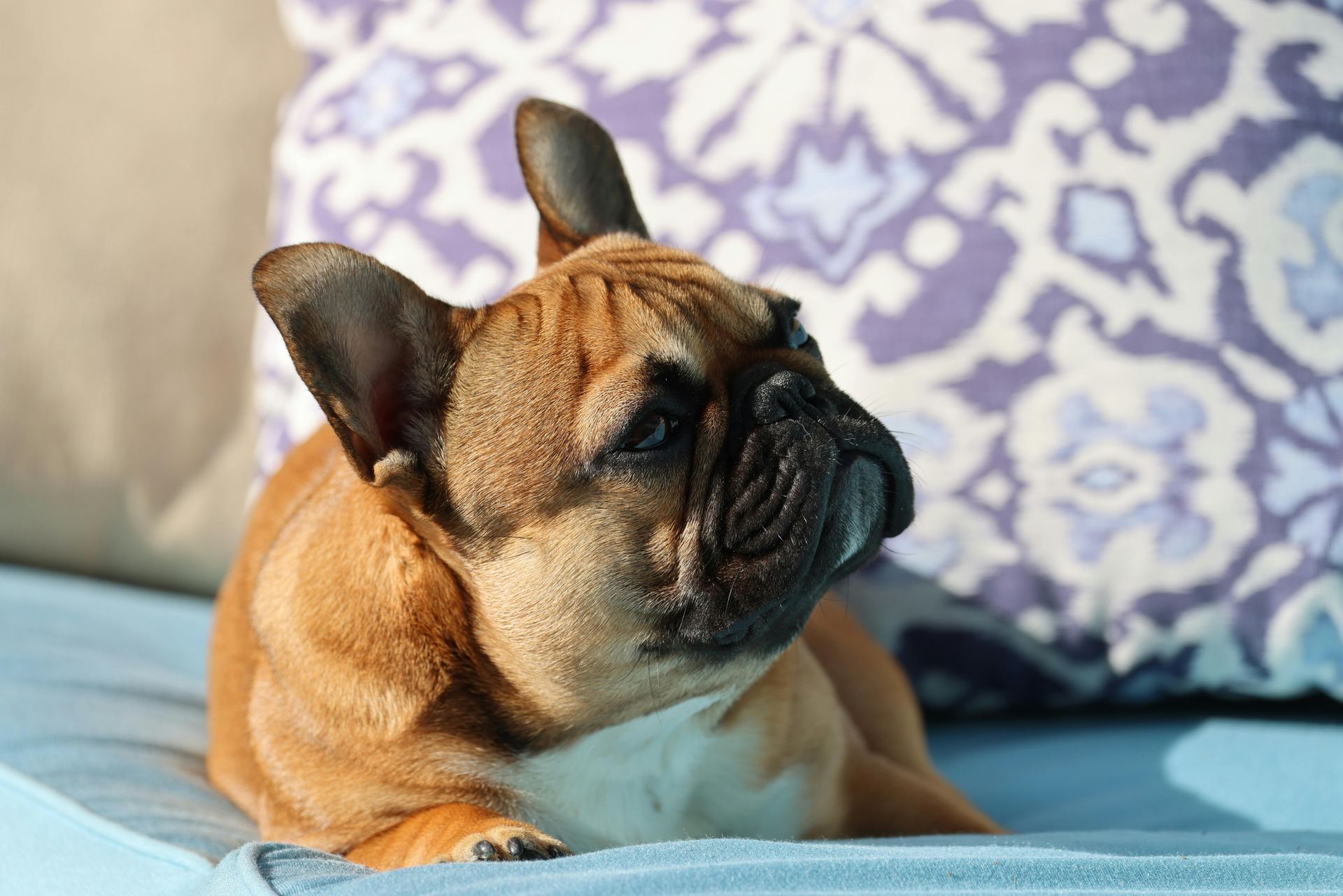 French Bulldog Puppy | Fawn