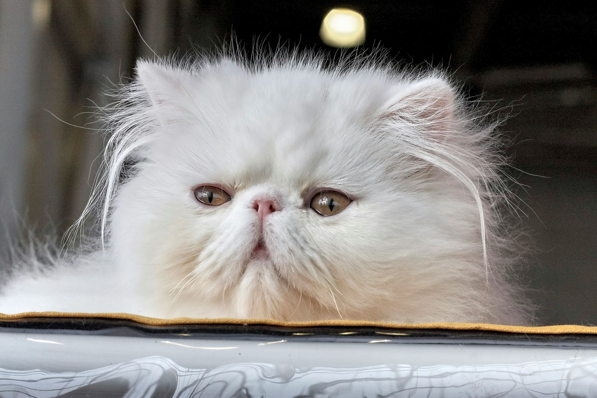 P - Persian Kitten (Punch Face) (Cats & Kittens) - Persian Kitten (Punch Face)