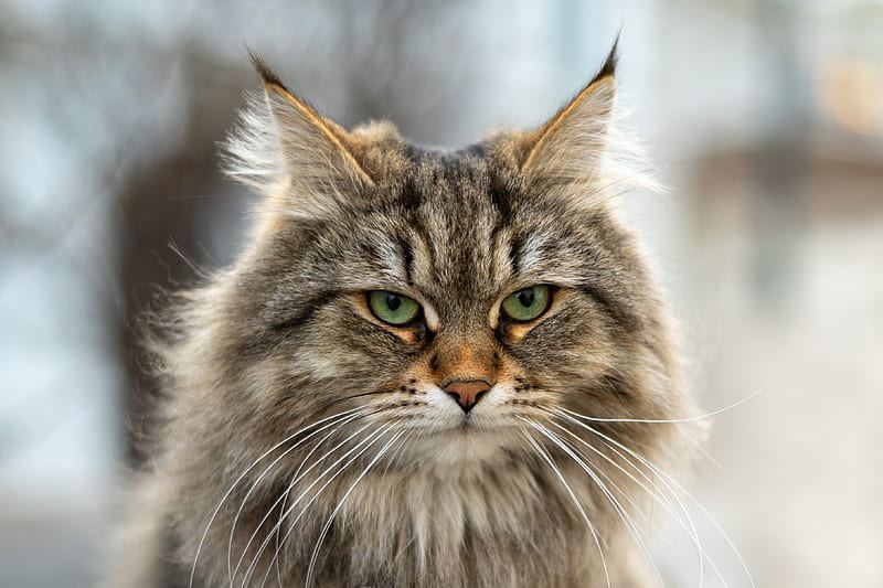 Siberian Kitten