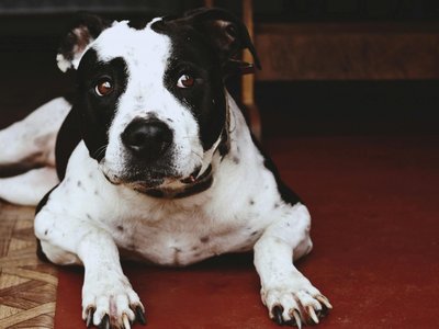 American Bully Standard Size Puppy