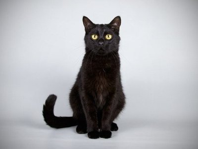 Bombay Kitten