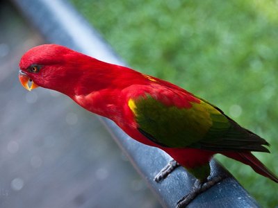 Chattering Lorikeet