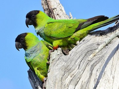 Nanday Conure