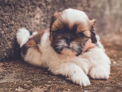 Shih Tzu Puppy Brown & White
